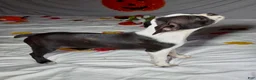Boston Terrier dogs for sale: Sasha - Ad 3
