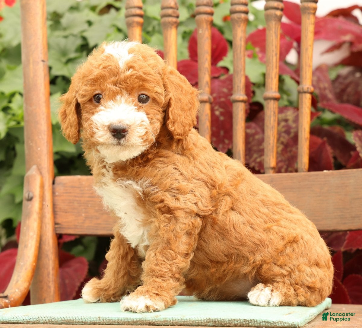 Miniature Poodle dogs Tessa - Ad 1