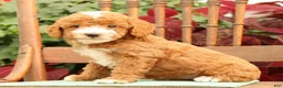 Miniature Poodle dogs for sale: Tessa - Ad 1