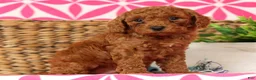 Cavapoo dogs for sale: Scotty - Ad 8