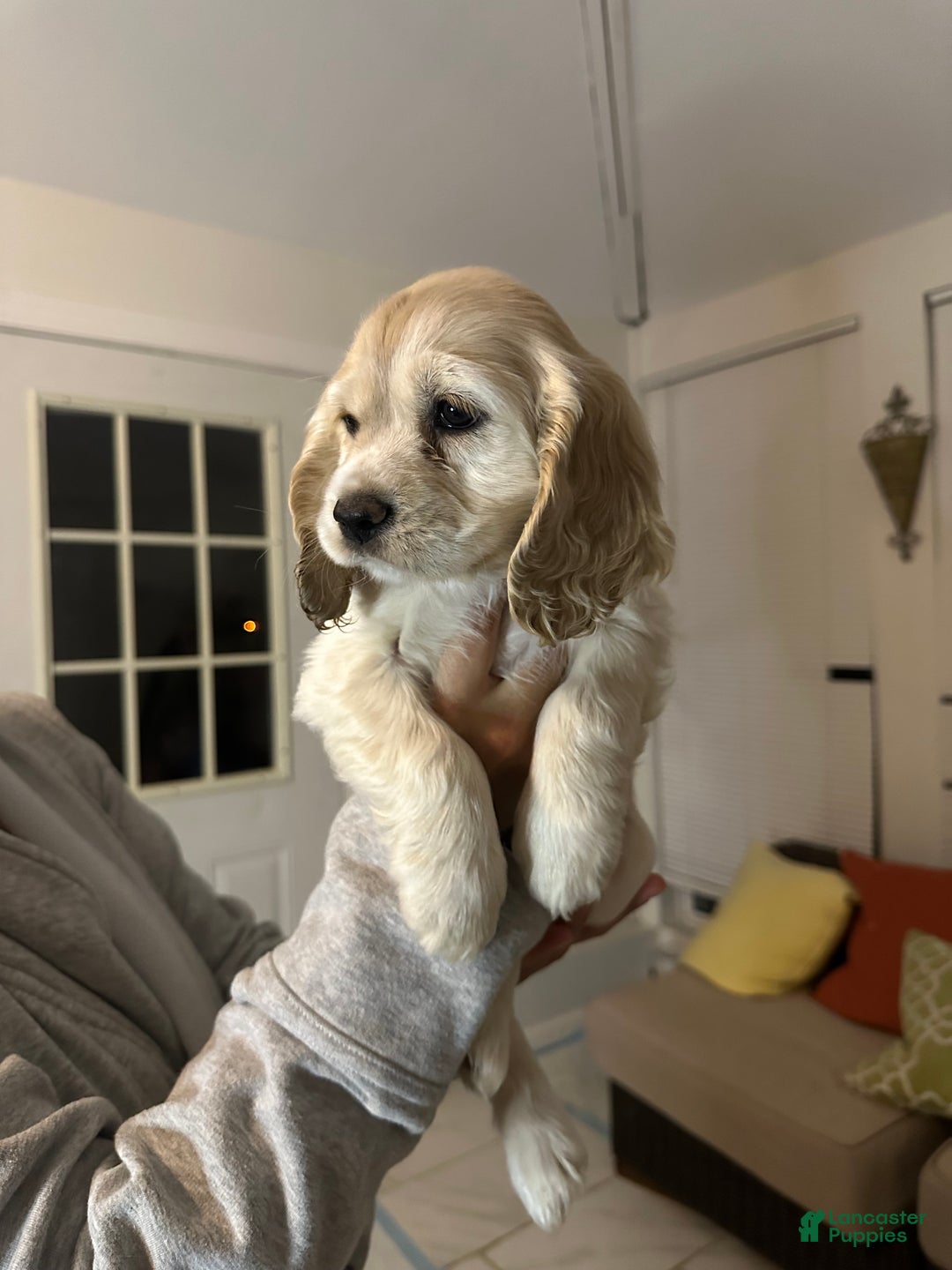 Cocker Spaniel dogs for sale: Cocker Spaniel Puppy 1 - Ad 2