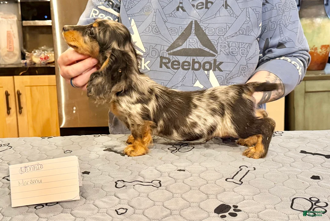 Miniature Dachshund dogs for sale: Polish/Russian Dapple AKC - Ad 2