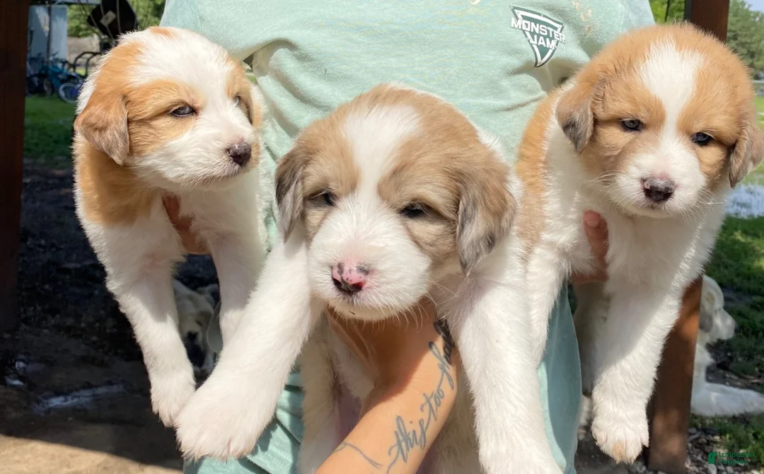 Mixed Breed dogs for sale: Hazel - Ad 3