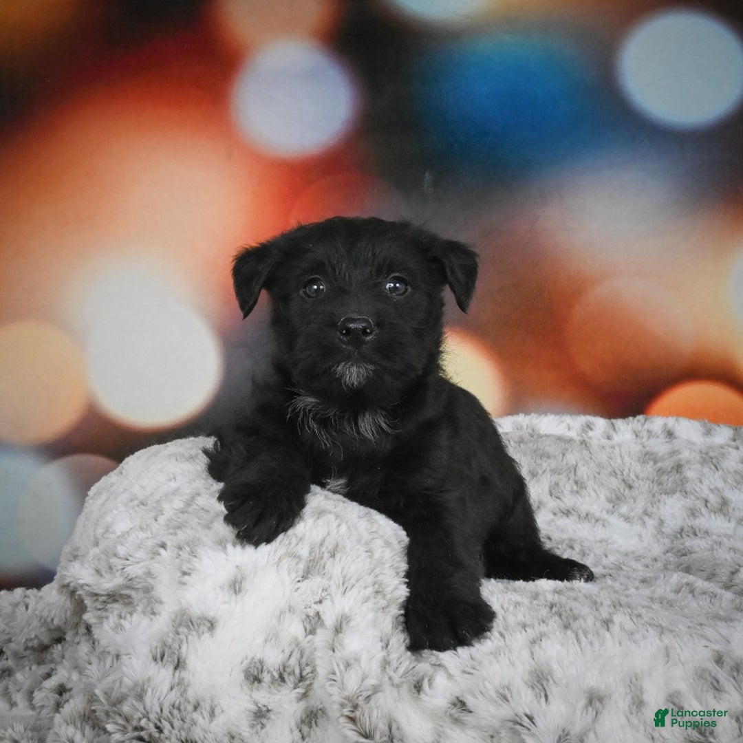 Mixed Breed dogs for sale: Daffodil - Ad 4