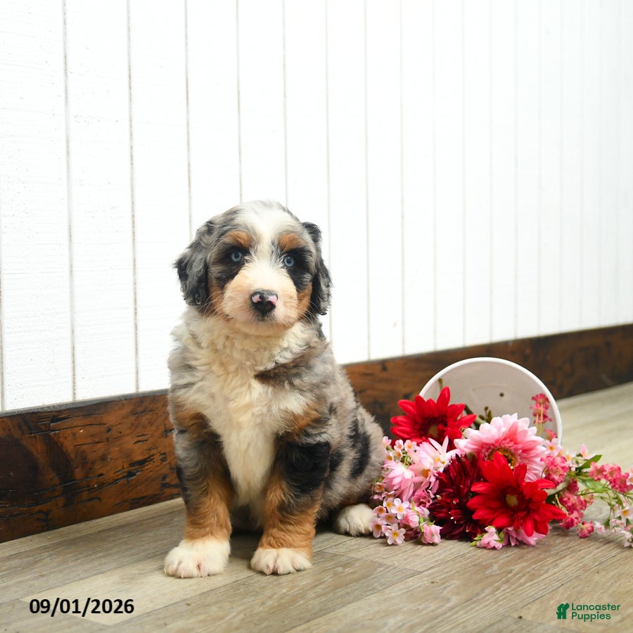 Aussiedoodle dogs Quaker  - Ad 2