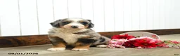 Aussiedoodle dogs for sale: Quaker  - Ad 2
