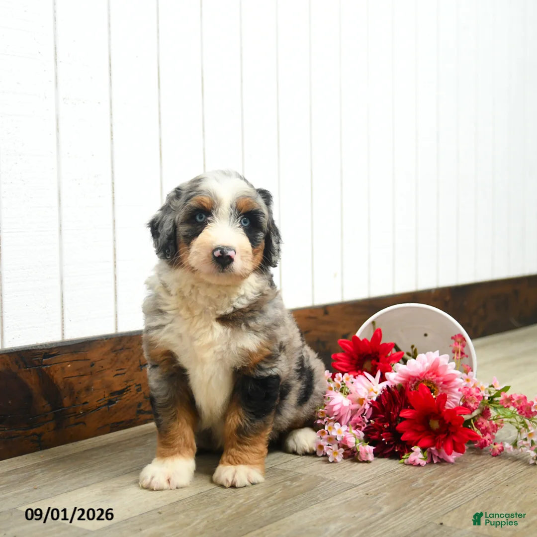 Aussiedoodle dogs for sale: Quaker  - Ad 2