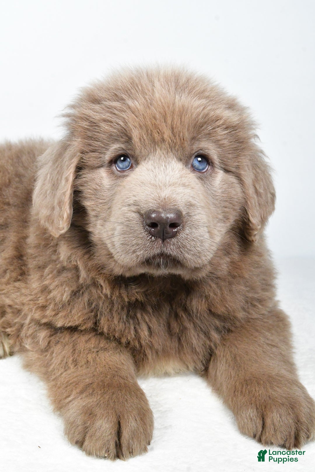 Newfoundland dogs for sale: Daisy - Ad 3