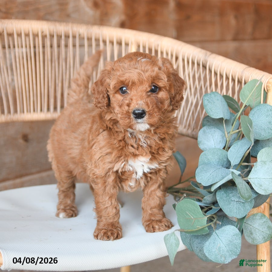 Mini Bernedoodle dogs Mocha - Ad 1