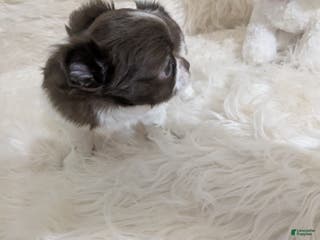 Chihuahua dogs Apple Head Female Long Coat Chihuahua Faith - Ad 2