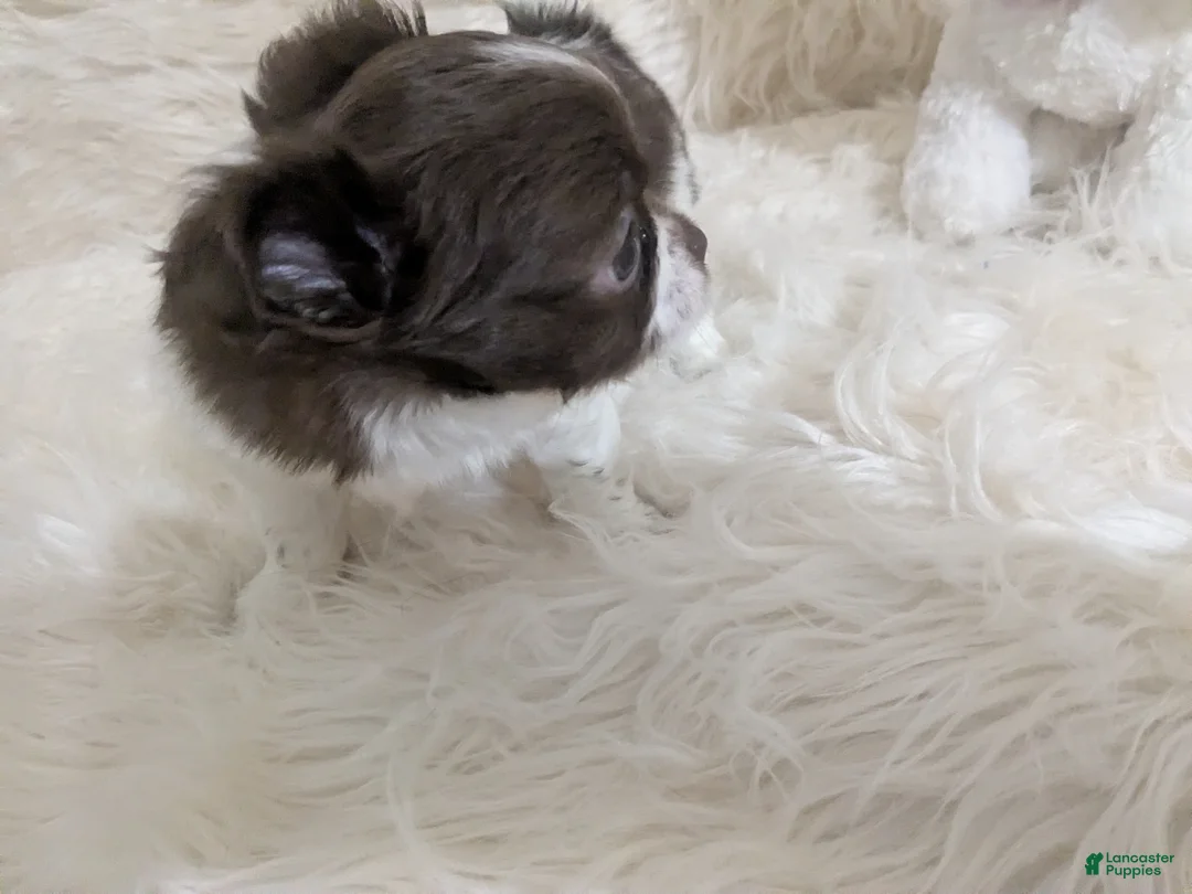 Chihuahua dogs for sale: Snoopy LC  - Ad 6