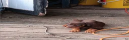 Doberman Pinscher dogs for sale: Doberman Pinscher Puppy 8 - Ad 1