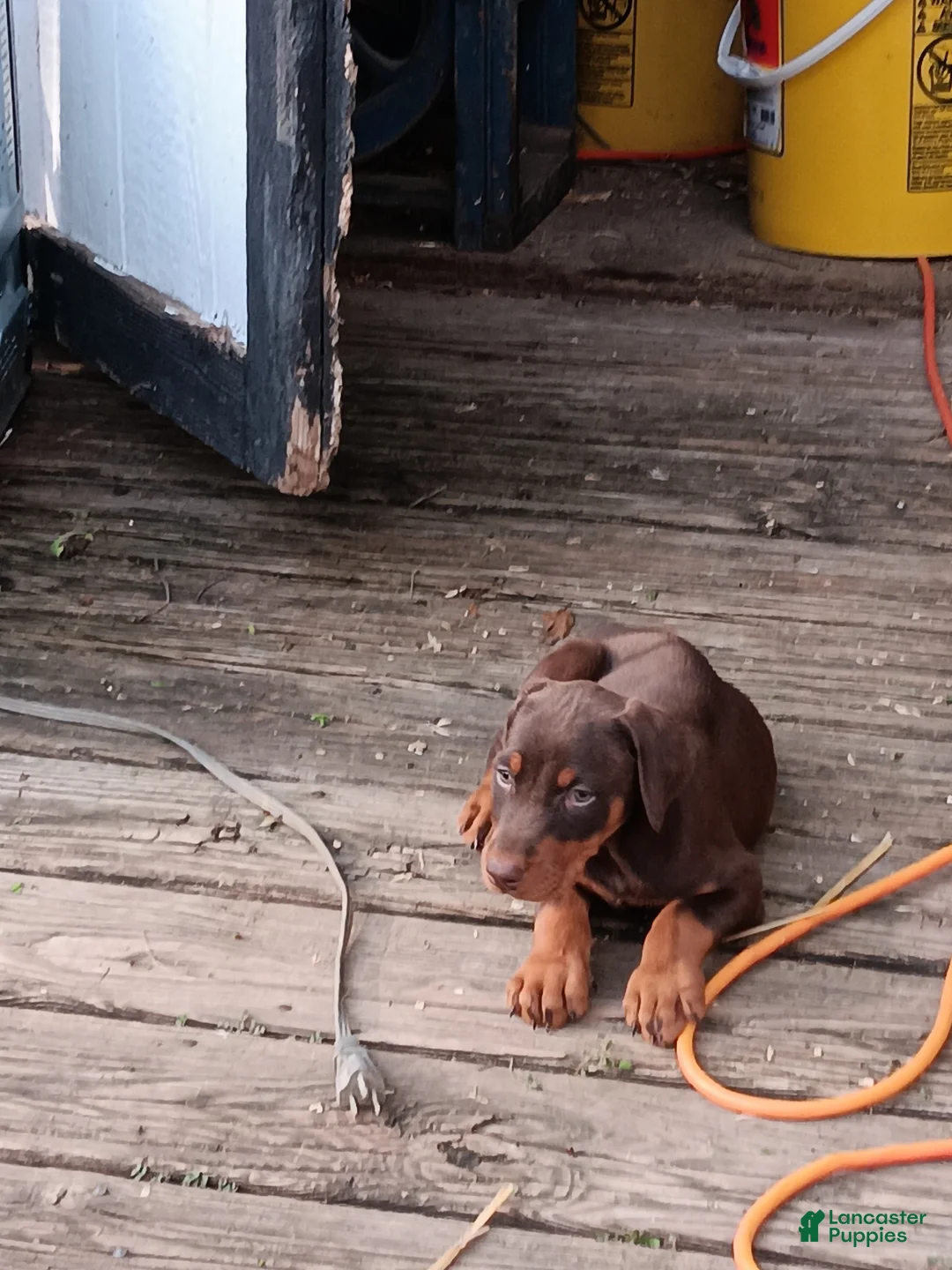 Doberman Pinscher dogs for sale: Doberman Pinscher Puppy 8 - Ad 1