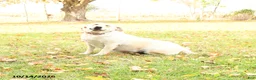Labrador Retriever dogs for sale: Lily - Ad 4