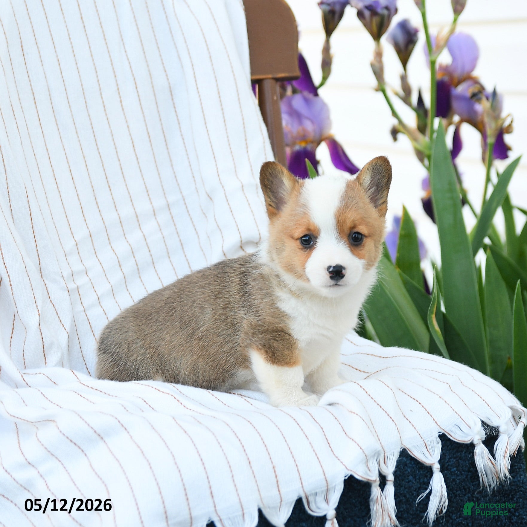 Welsh Corgi Pembroke dogs Chanel - Ad 2
