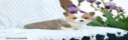 Welsh Corgi Pembroke dogs for sale: Chanel - Ad 2