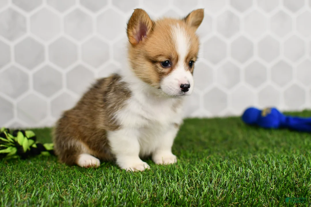 Welsh Corgi Pembroke dogs for sale: Pixie 2510 - Ad 2