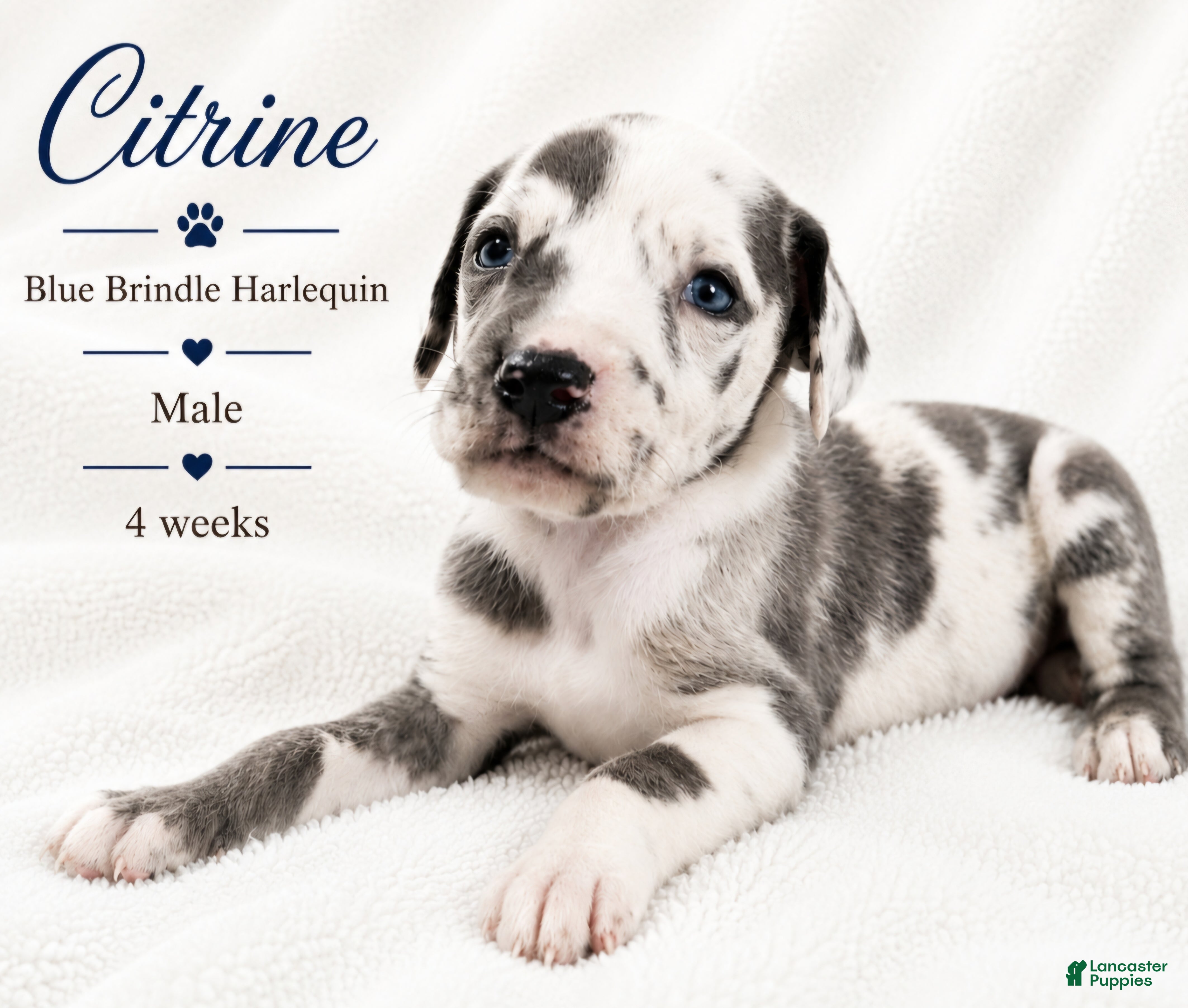 Great Dane dogs Citrine - Ad 35