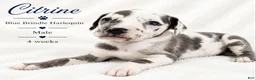 Great Dane dogs for sale: Citrine - Ad 6