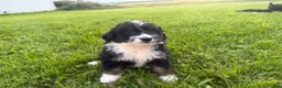 Bernedoodle dogs for sale: Stormy - Ad 3