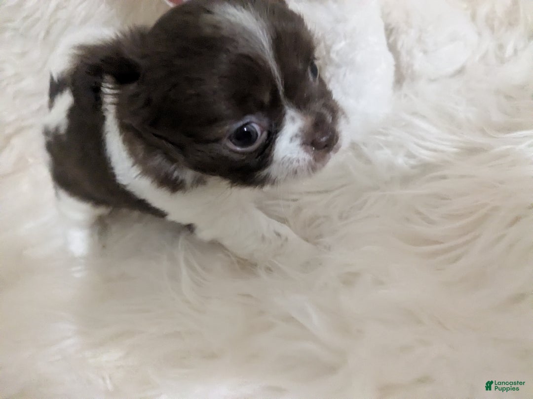 Chihuahua dogs for sale: Apple Head Female Long Coat Chihuahua Faith  - Ad 2