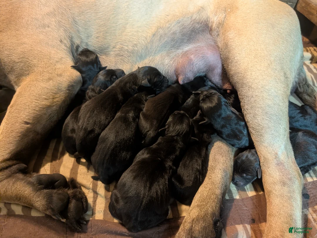 Mixed Breed dogs for sale: Black Bullmasador puppy  - Ad 2