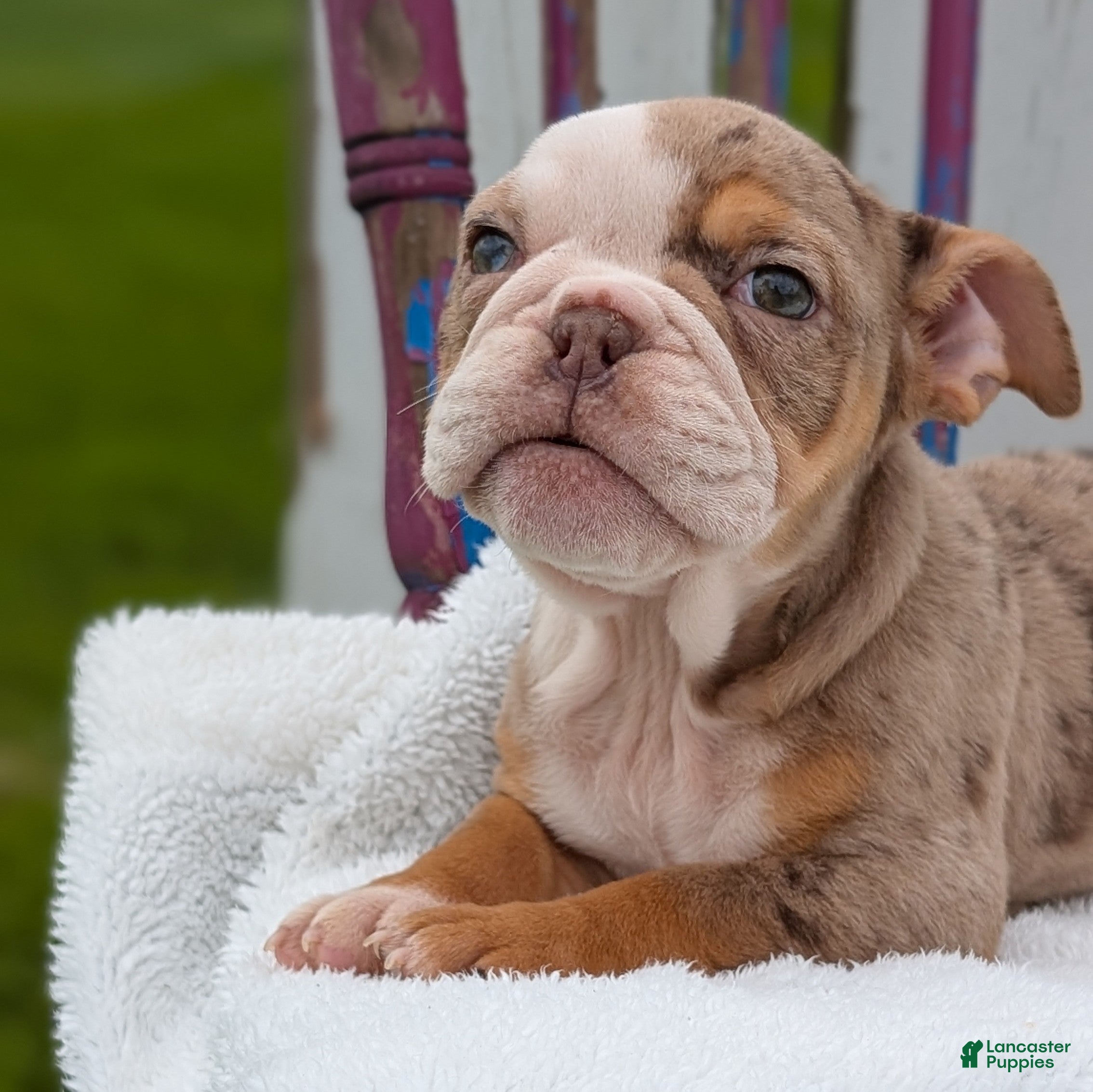 English Bulldog dogs Zya - Ad 2
