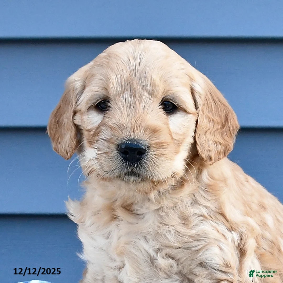 Goldendoodle dogs for sale: Blossom - Ad 2