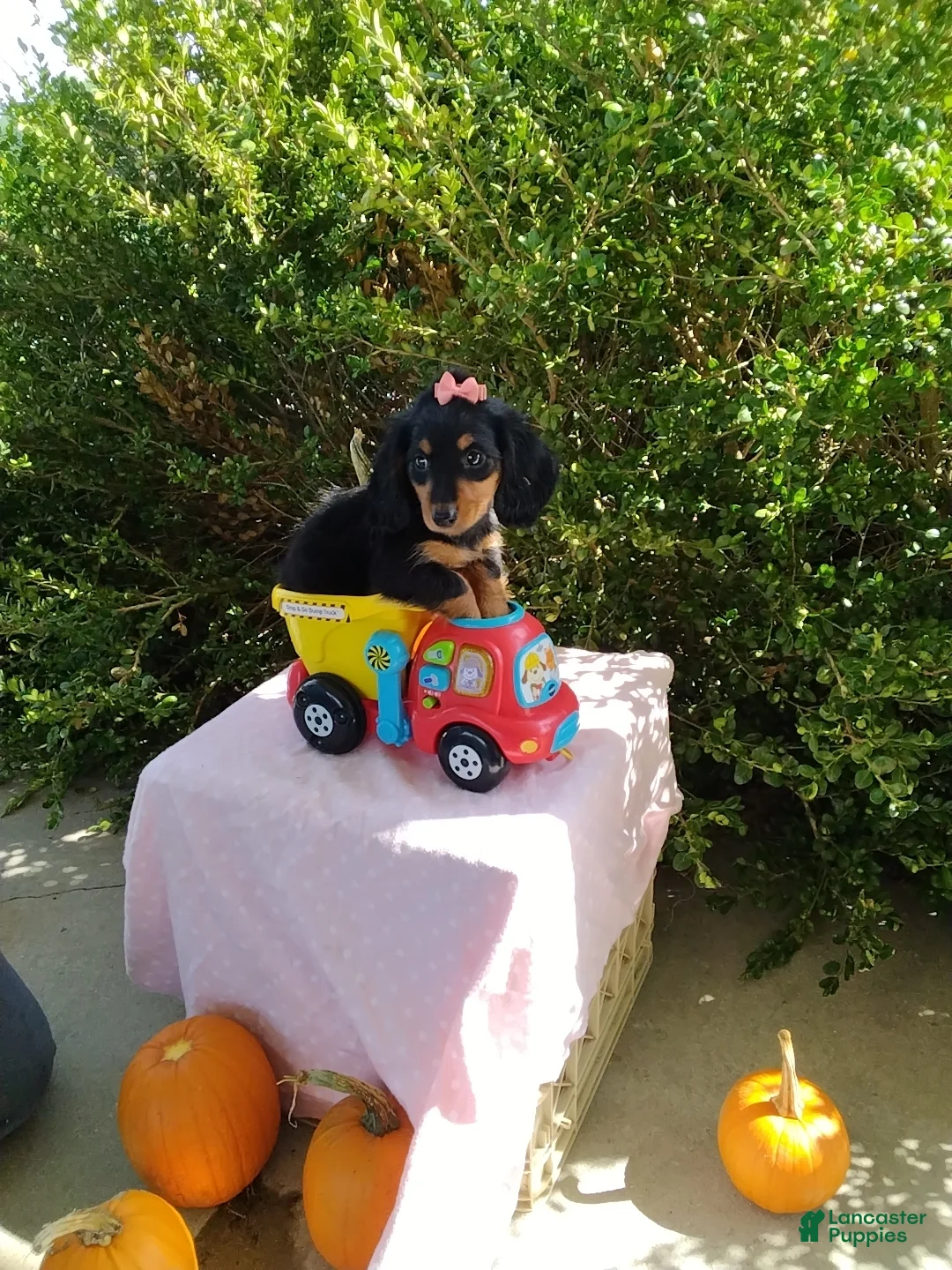 Miniature Dachshund dogs for sale: Lacy - Ad 1