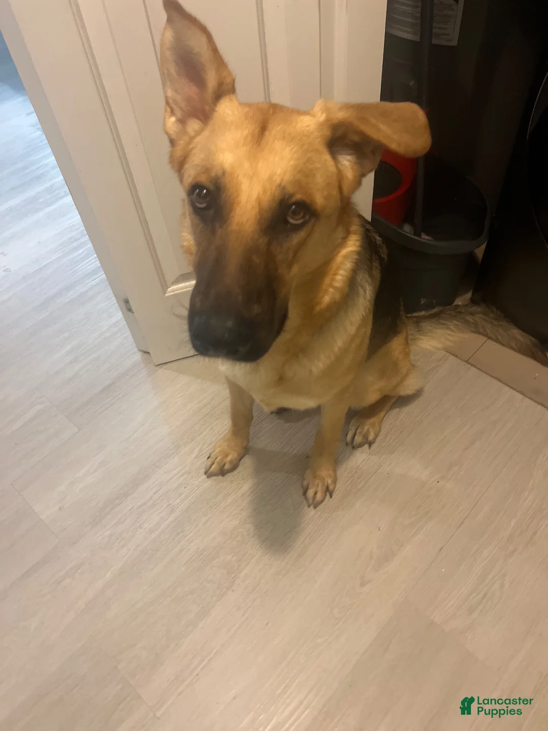 German Shepherd dogs for sale: Ebony - Ad 17