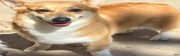 Welsh Corgi Pembroke dogs for sale: Welsh Corgi Pembroke Puppy 6 - Ad 5