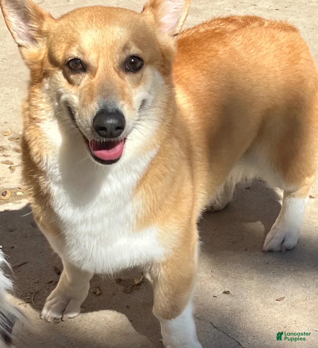 Welsh Corgi Pembroke dogs for sale: Welsh Corgi Pembroke Puppy 6 - Ad 5