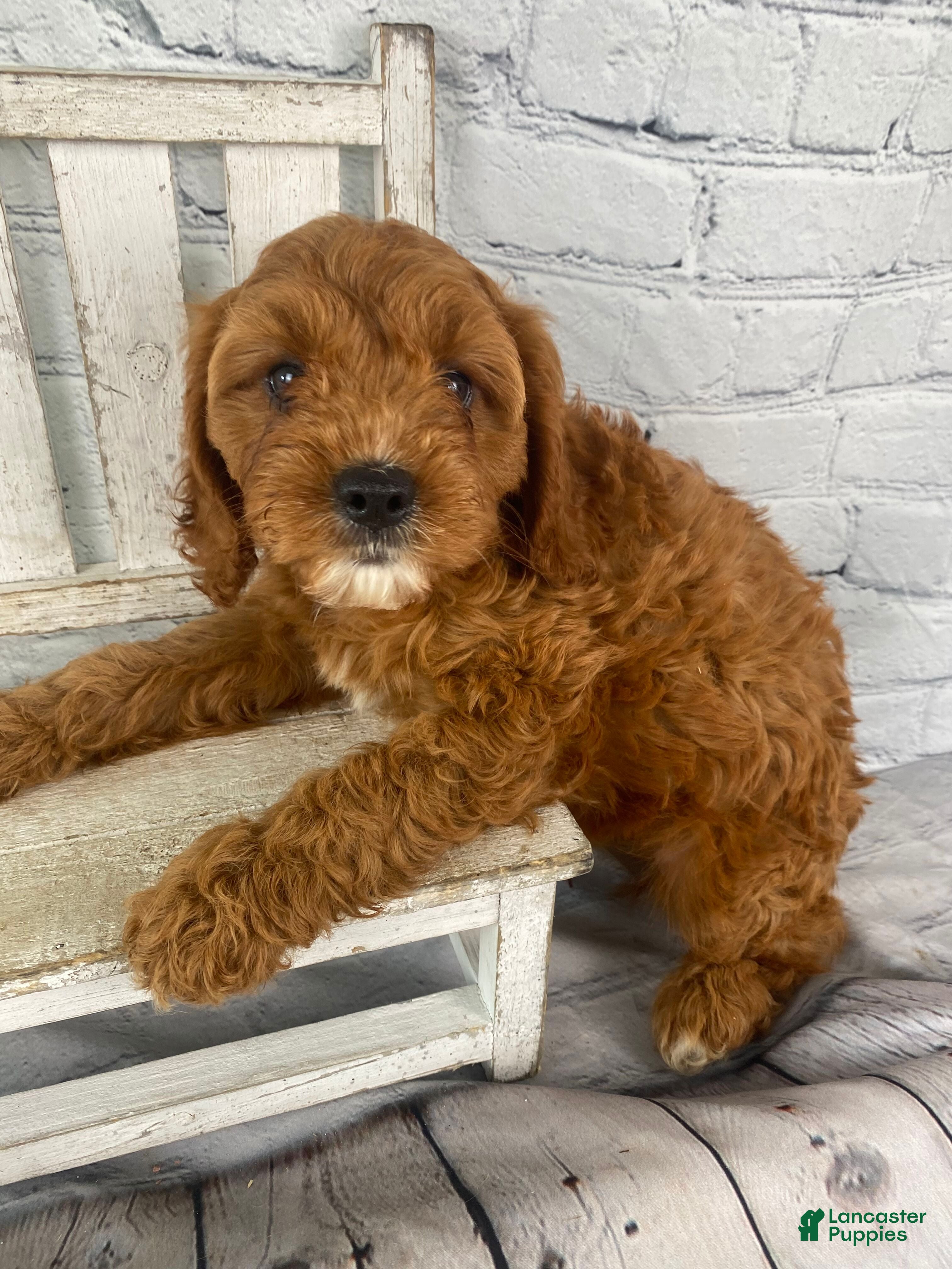 Cavapoo dogs Bella - Ad 2