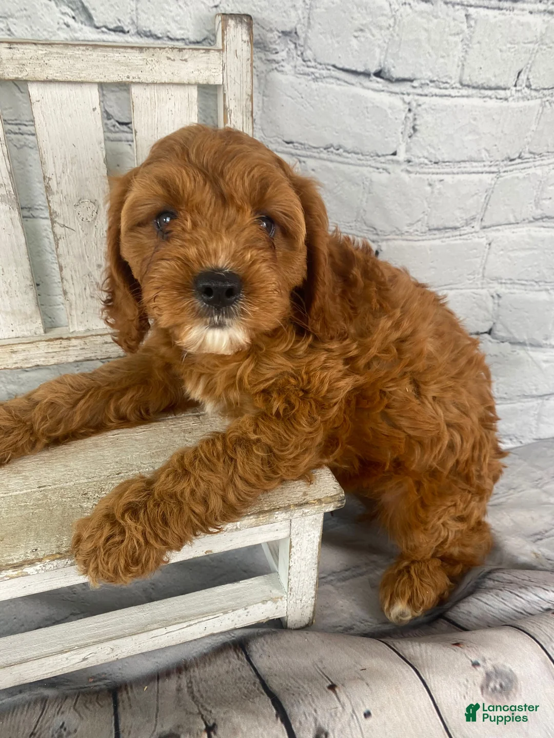 Cavapoo dogs for sale: Bella - Ad 2