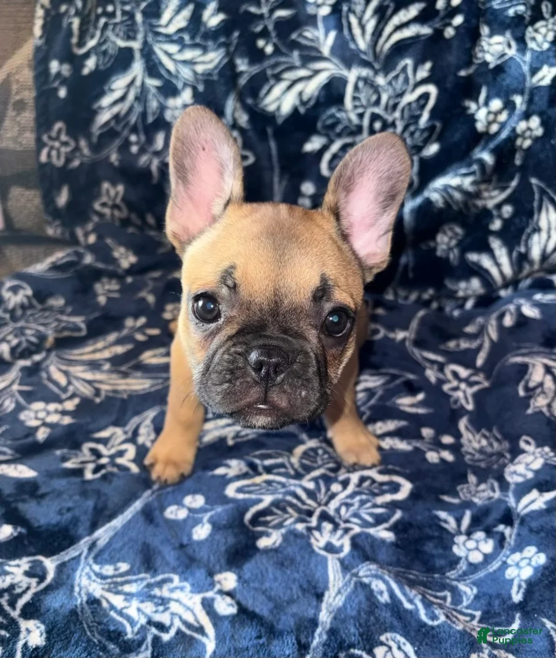 French Bulldog dogs for sale: HEIDI - FAWN BABYDOLL IN CALI, USA DELIVERY & FINANCING OPTIONS! - Ad 1