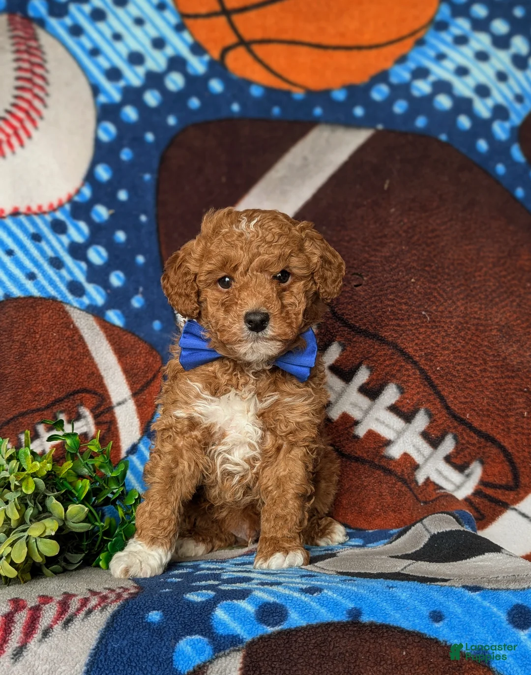 Mixed Breed dogs for sale: Dunmore Hypoallergenic - Ad 3