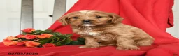 Cavapoo dogs for sale: Cameron - Ad 3