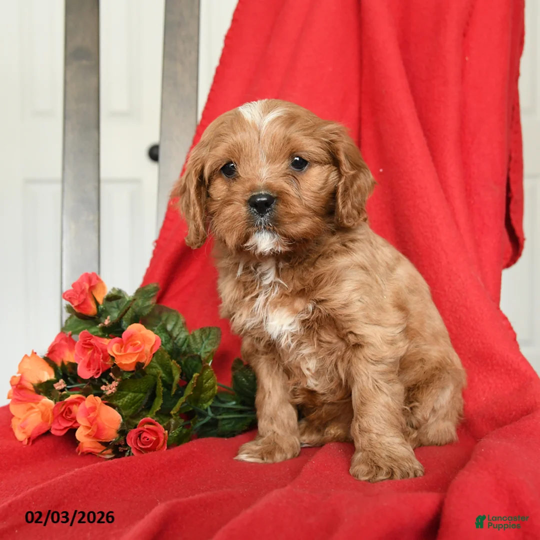 Cavapoo dogs for sale: Cameron - Ad 3