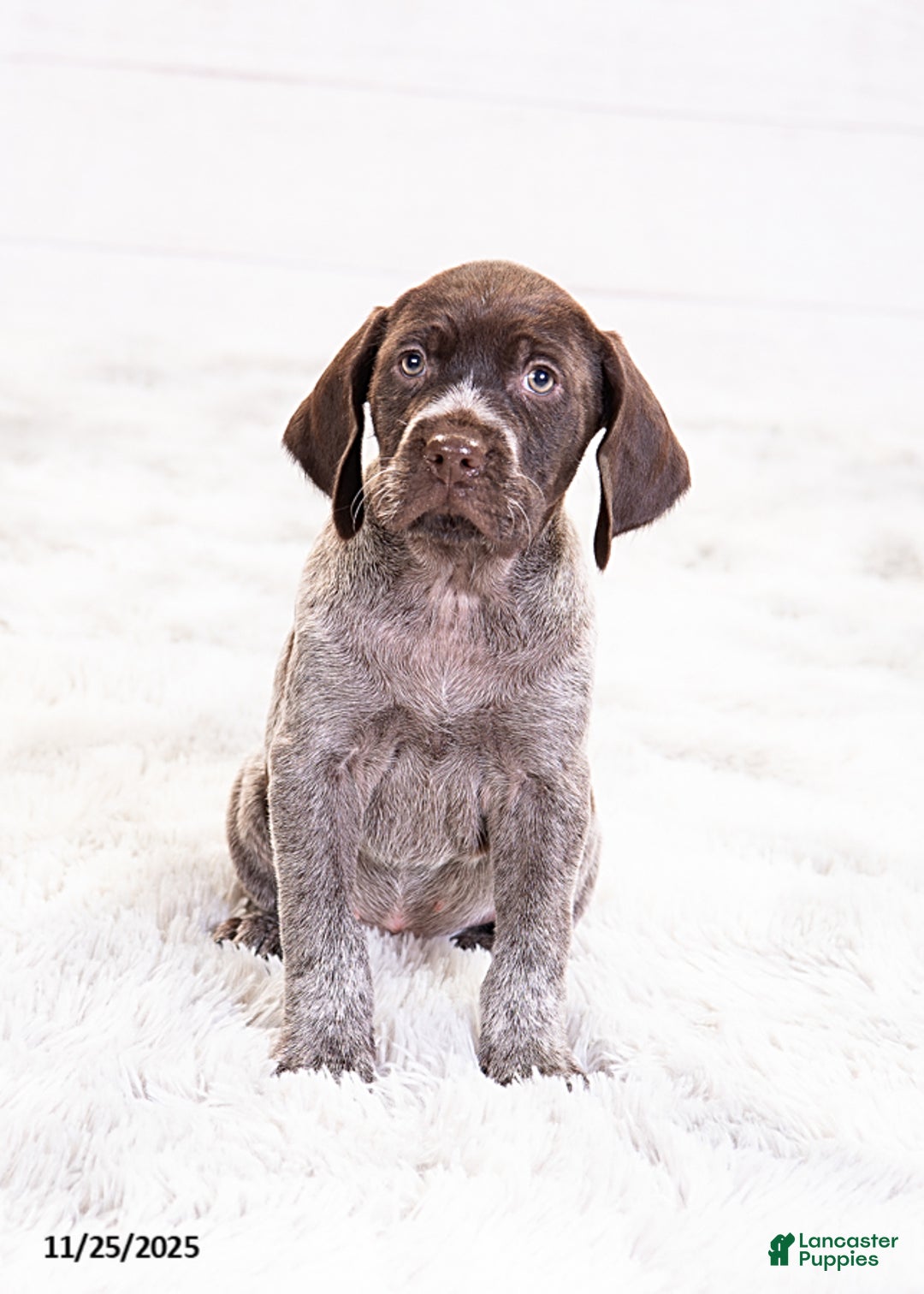 Mixed Breed dogs for sale: Remi - Ad 6