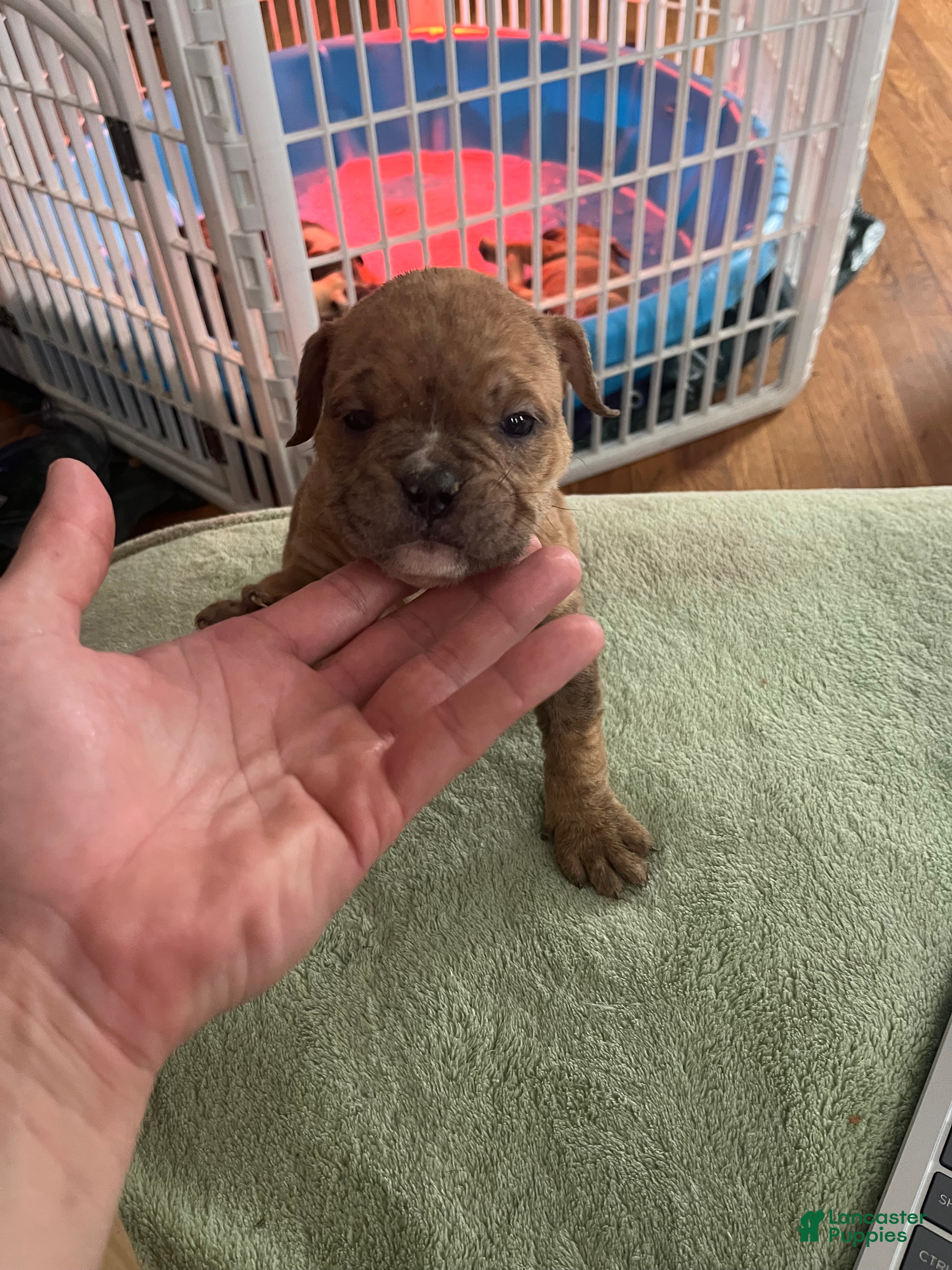 Mixed Breed dogs Runty - Ad 30