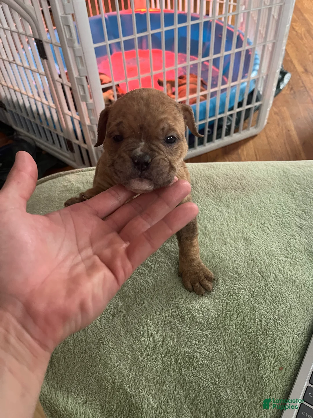 Mixed Breed dogs for sale: Runty - Ad 1