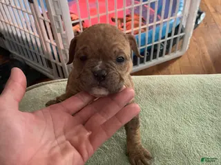 Mixed Breed dogs Runty - Ad 30