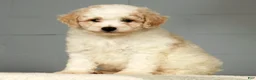 Miniature Poodle dogs for sale: Parker - Ad 7