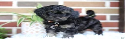 Cavapoo dogs for sale: Teddy - Ad 12