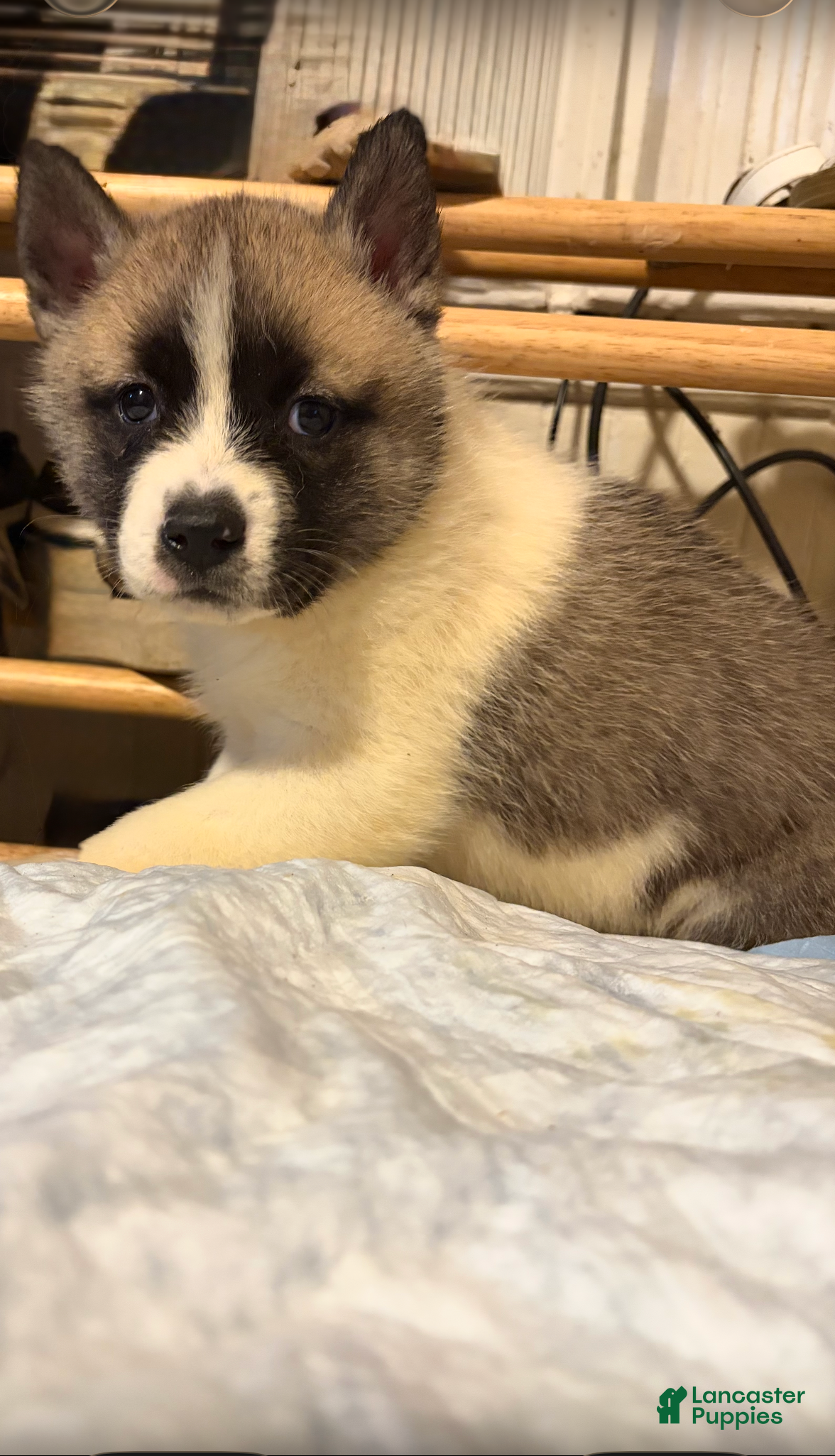 Mixed Breed dogs s'mores - Ad 14