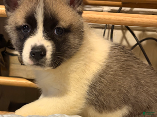 Mixed Breed dogs s'mores - Ad 18