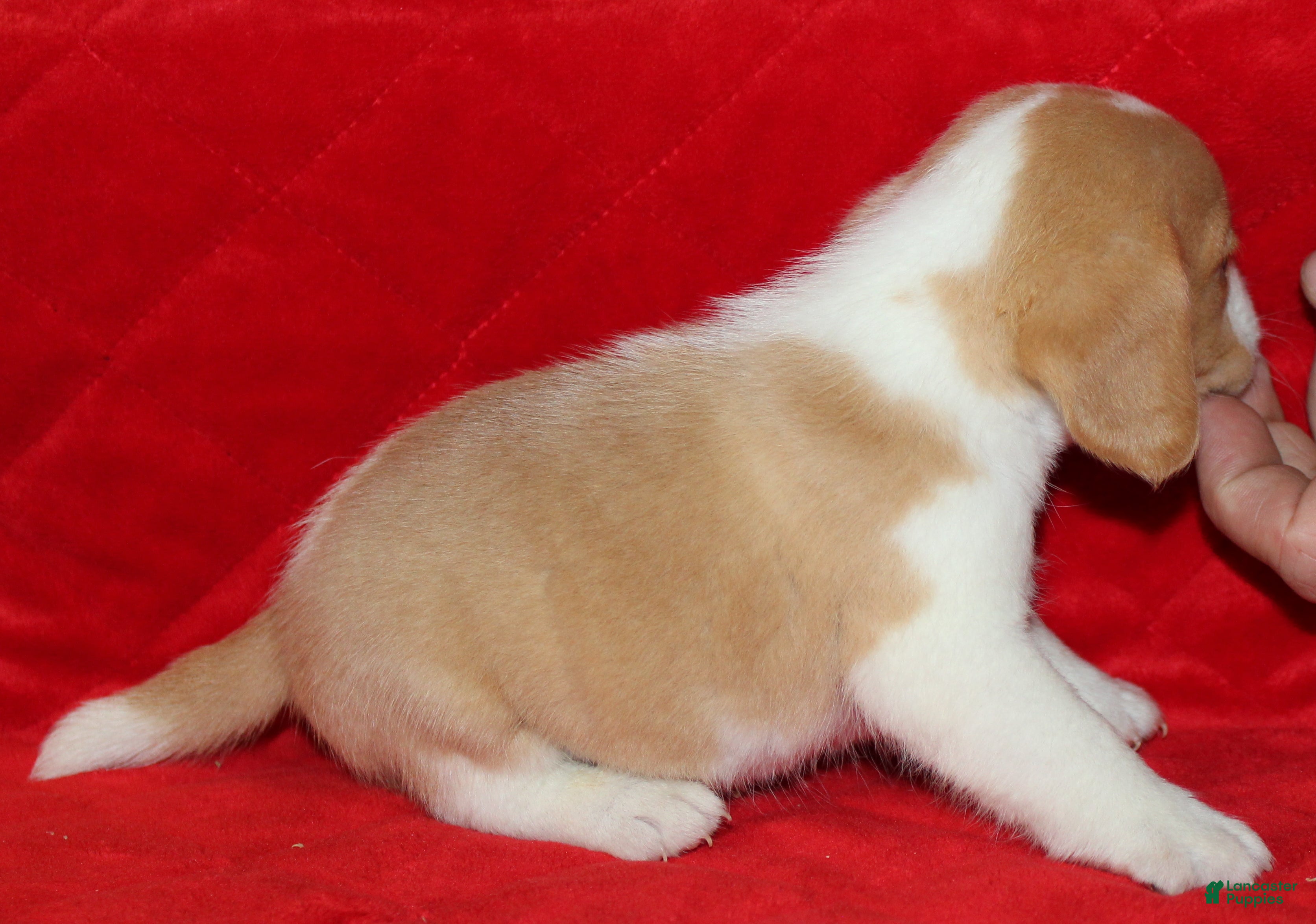 Beagle dogs Emmitt - Ad 5