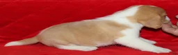 Beagle dogs for sale: Emmitt - Ad 1