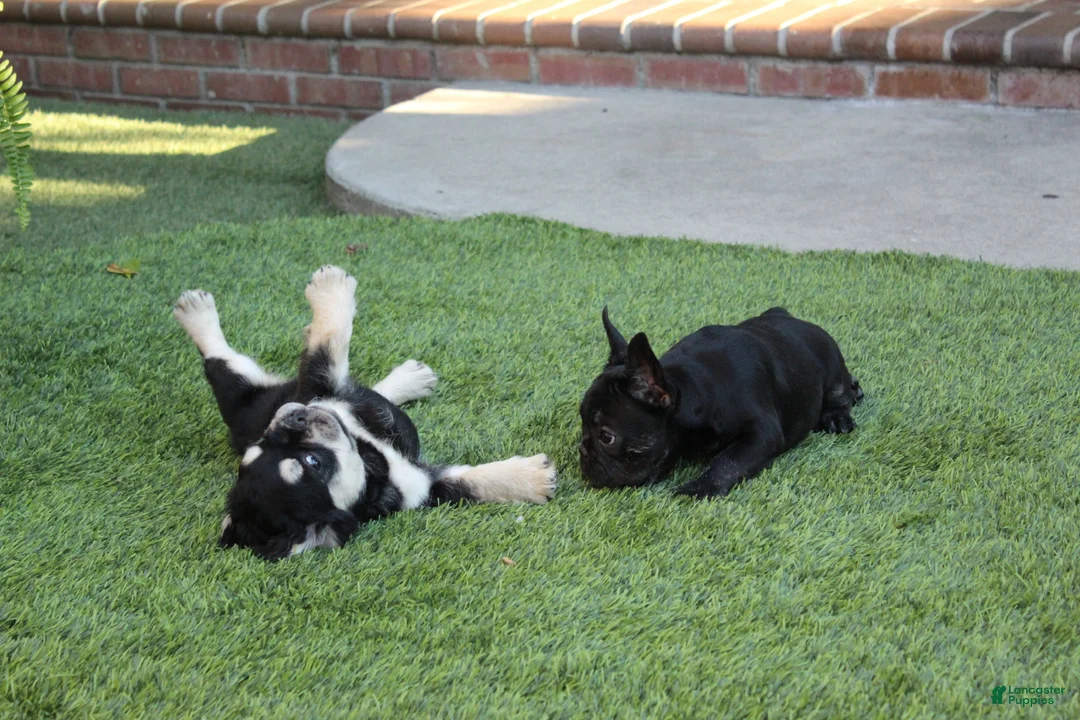 French Bulldog dogs for sale: French Bulldog Puppy 1 - Ad 5