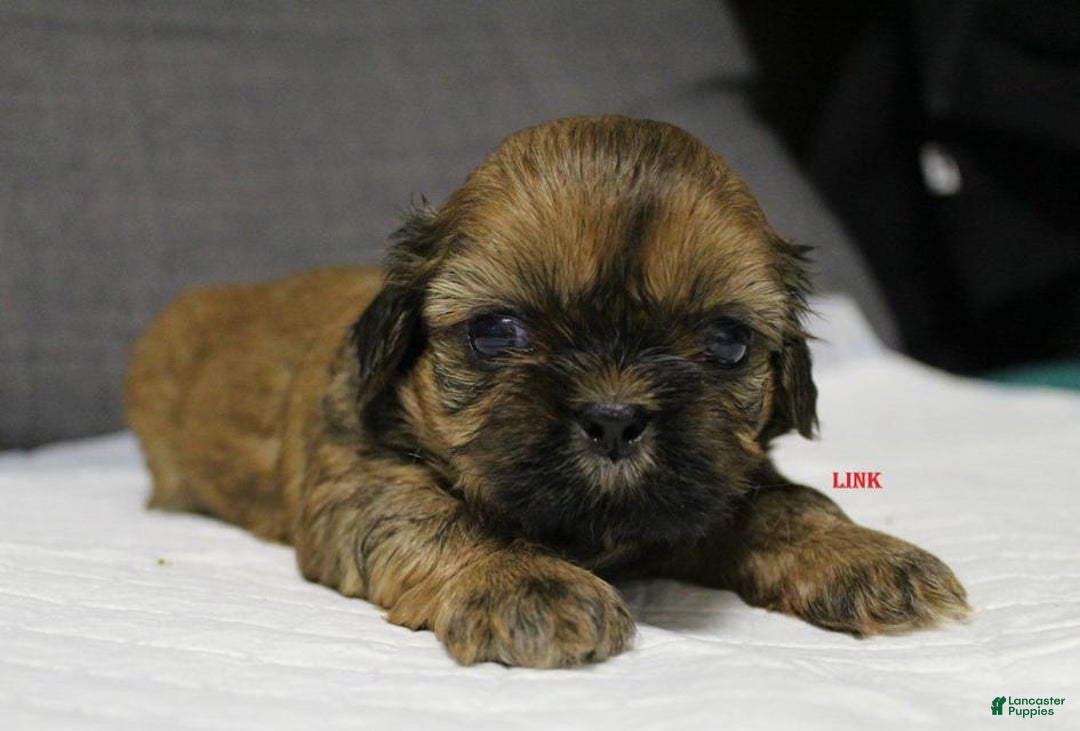 Shih Tzu dogs for sale: Link - Ad 15